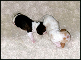 Girls 5 Days Old